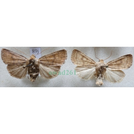 Hoplodrina octogenaria (Goeze, 1781) pair Czech89j